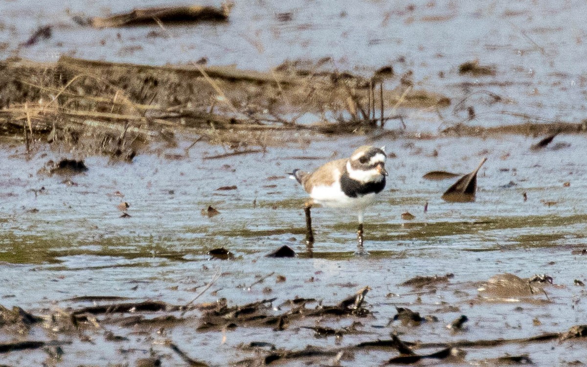 Common Ringed Plover - ML263610381