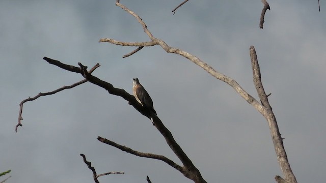Common Hawk-Cuckoo - ML263610871