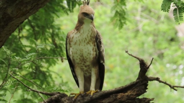 Changeable Hawk-Eagle (Crested) - ML263610931
