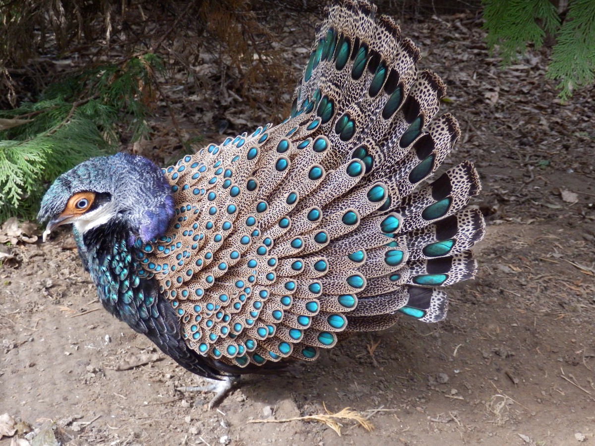 Bornean Peacock-Pheasant - John Corder