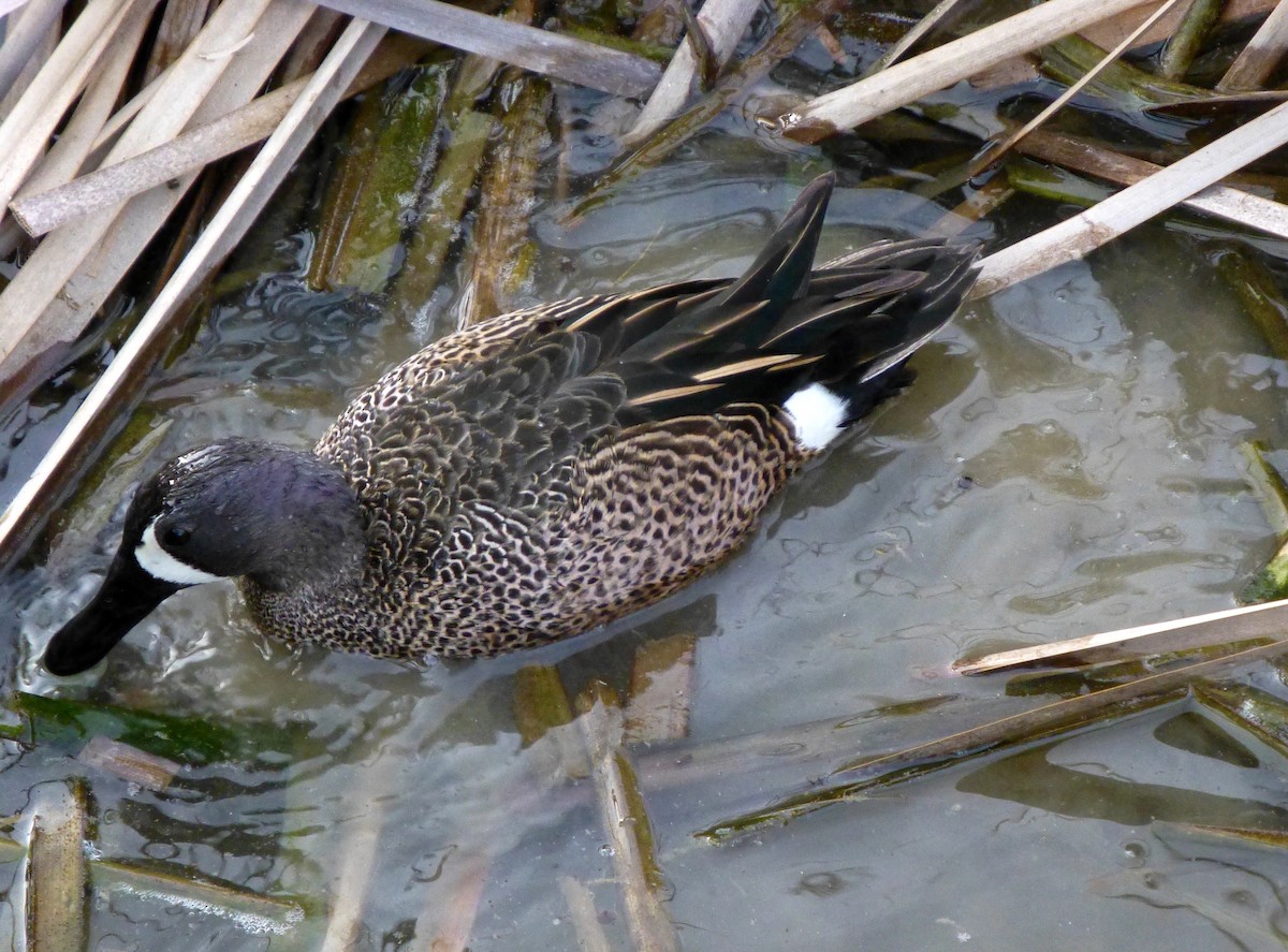Blue-winged Teal - ML26361581