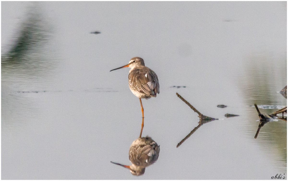 Spotted Redshank - Abhijith surendran