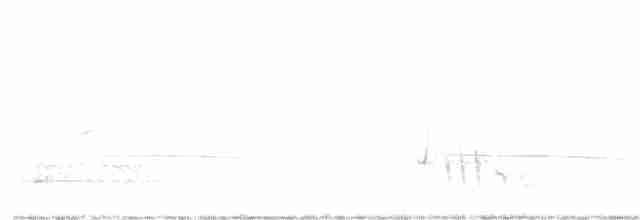 Black-eared Cuckoo - ML263618261