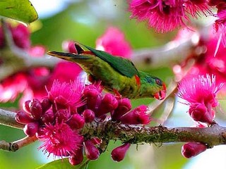  - Red-fronted Lorikeet