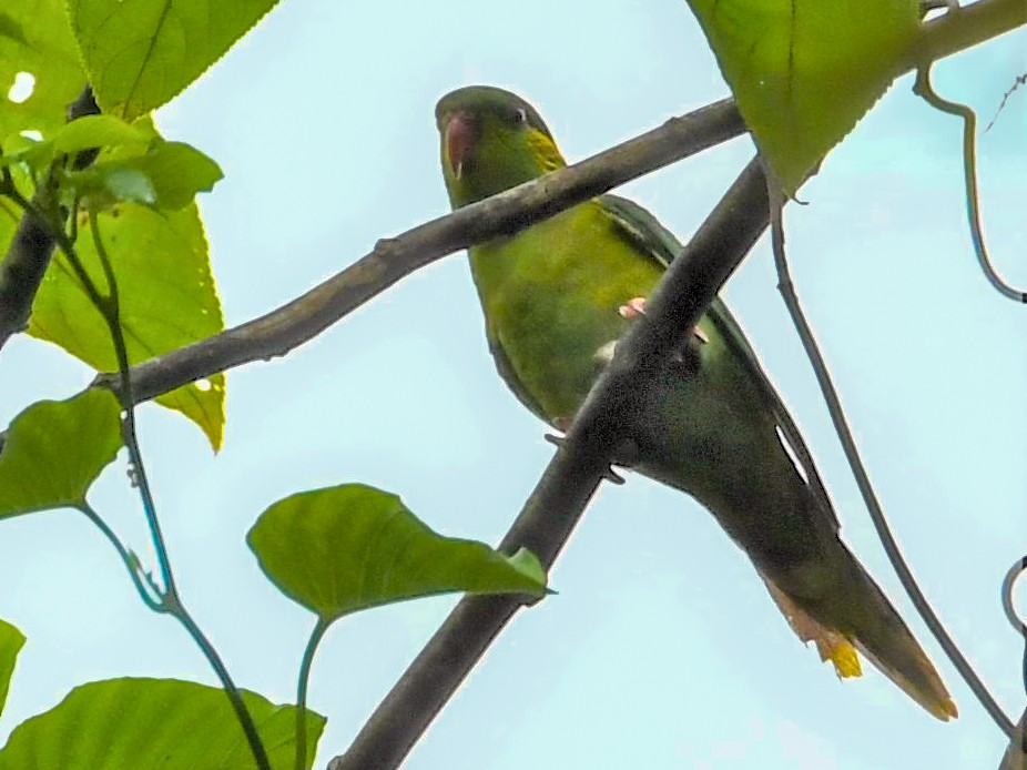 Red-fronted Lorikeet - Neil Wingert