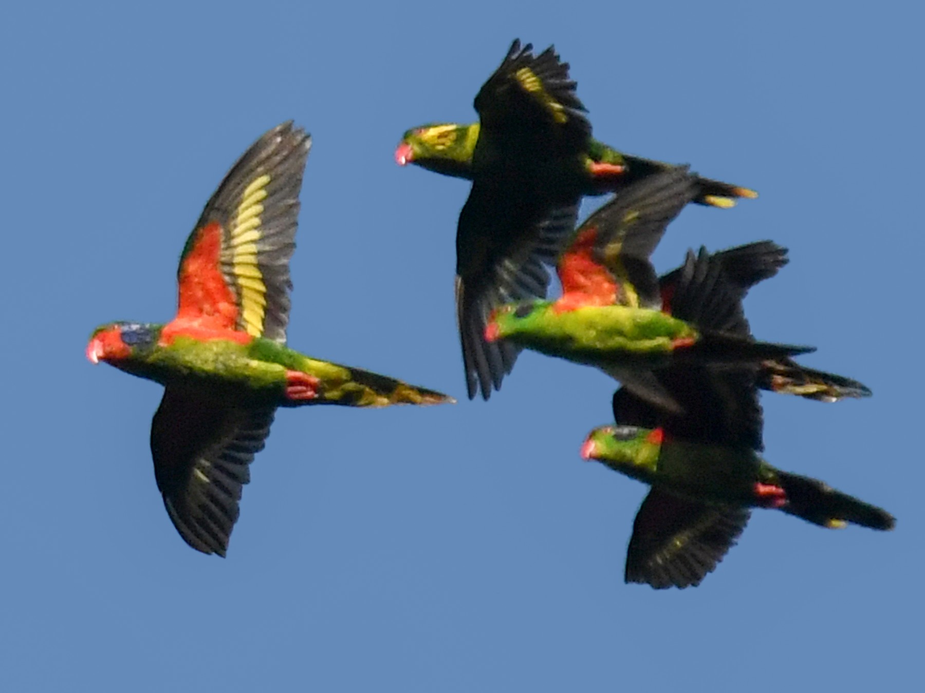 Red-fronted Lorikeet - Lev Frid