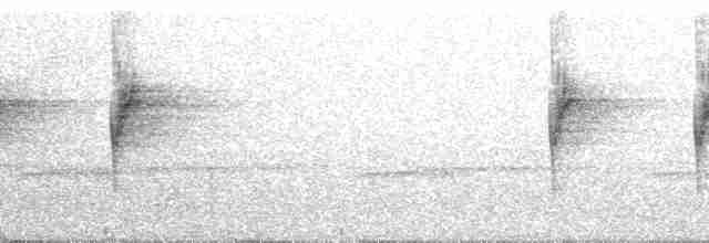 Бледнохвостый венценосец - ML263622