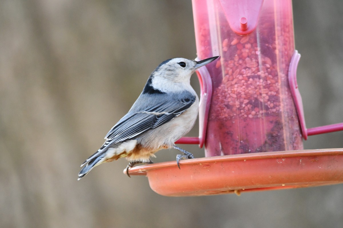 White-breasted Nuthatch - ML263622271
