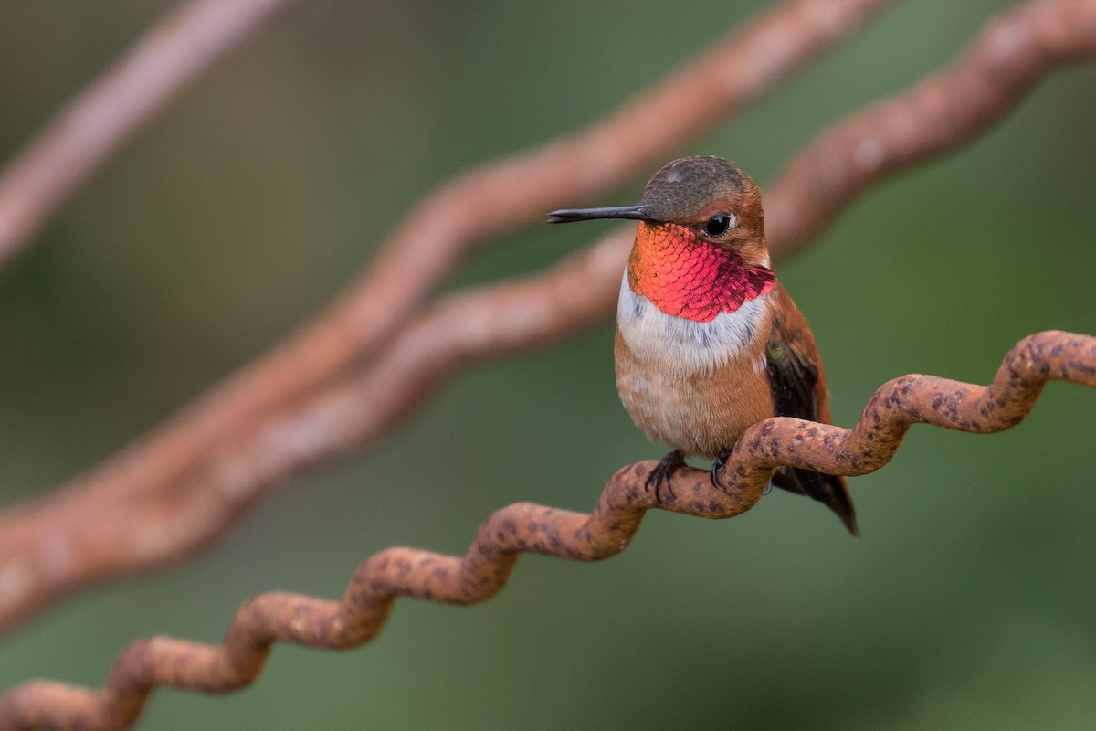 Rufous Hummingbird - ML26362321