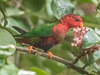 アカオキスジインコ - eBird
