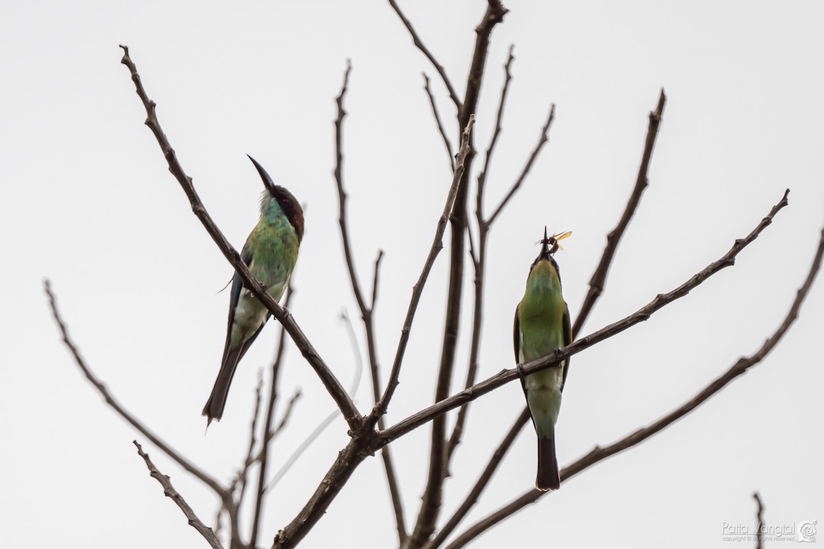 Blue-throated Bee-eater - Pattaraporn Vangtal