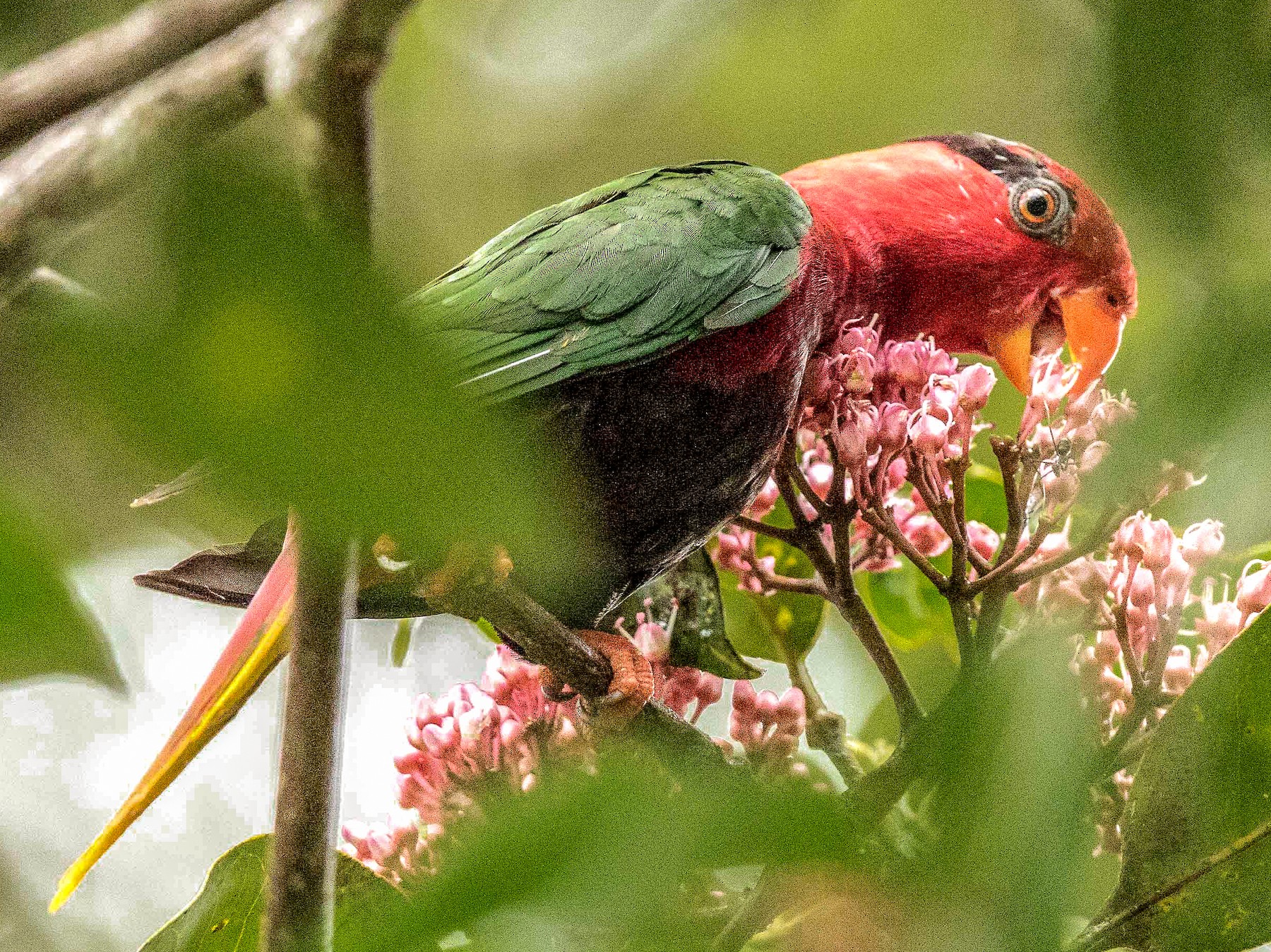コウゴウインコ Ebird