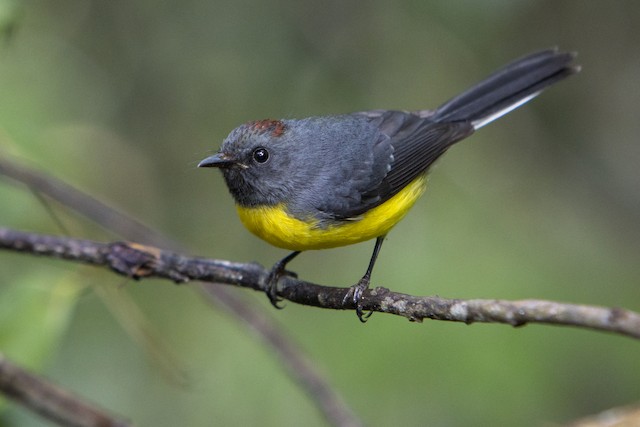 Lateral view (subspecies <em class="SciName notranslate">pallidiventris</em>). - Slate-throated Redstart - 