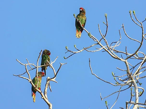 Yellow-streaked Lory - Mehd Halaouate