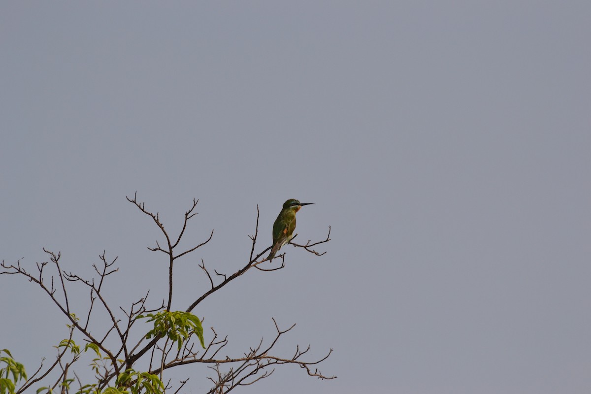 Blue-cheeked Bee-eater - Ronald de Mol