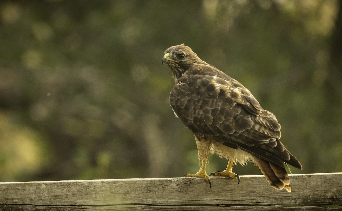 Red-tailed Hawk - ML263633011