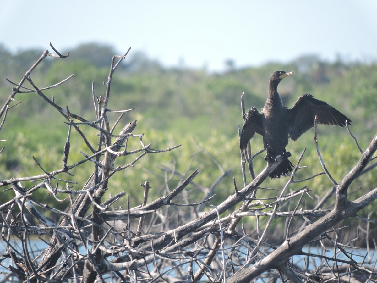Neotropic Cormorant - Cozumel Birding Club