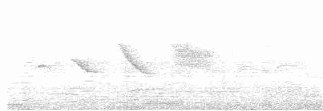 White-crested Elaenia - ML263633821