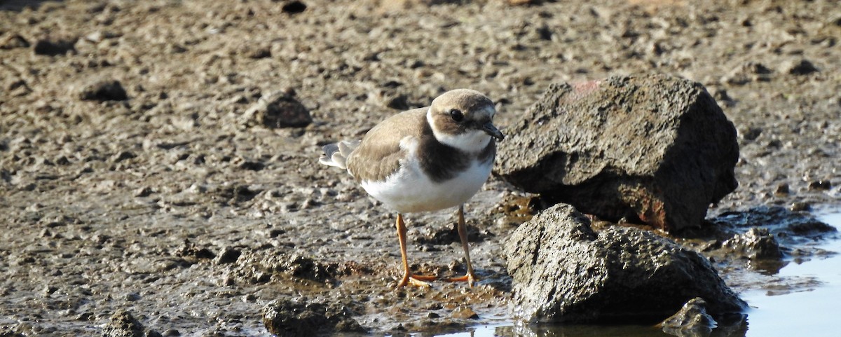 Common Ringed Plover - ML263633841