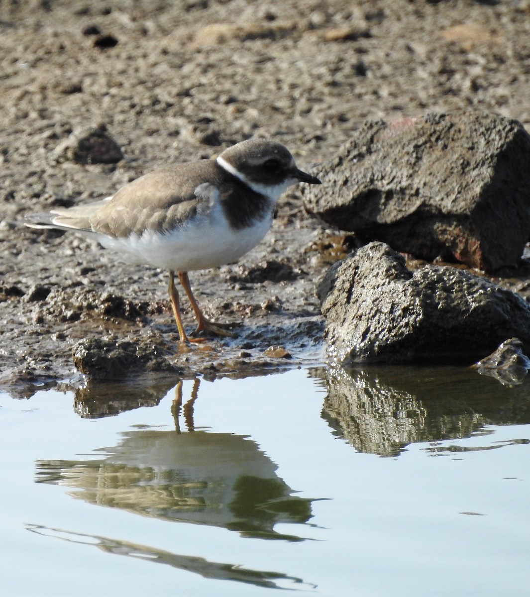 Common Ringed Plover - ML263633851