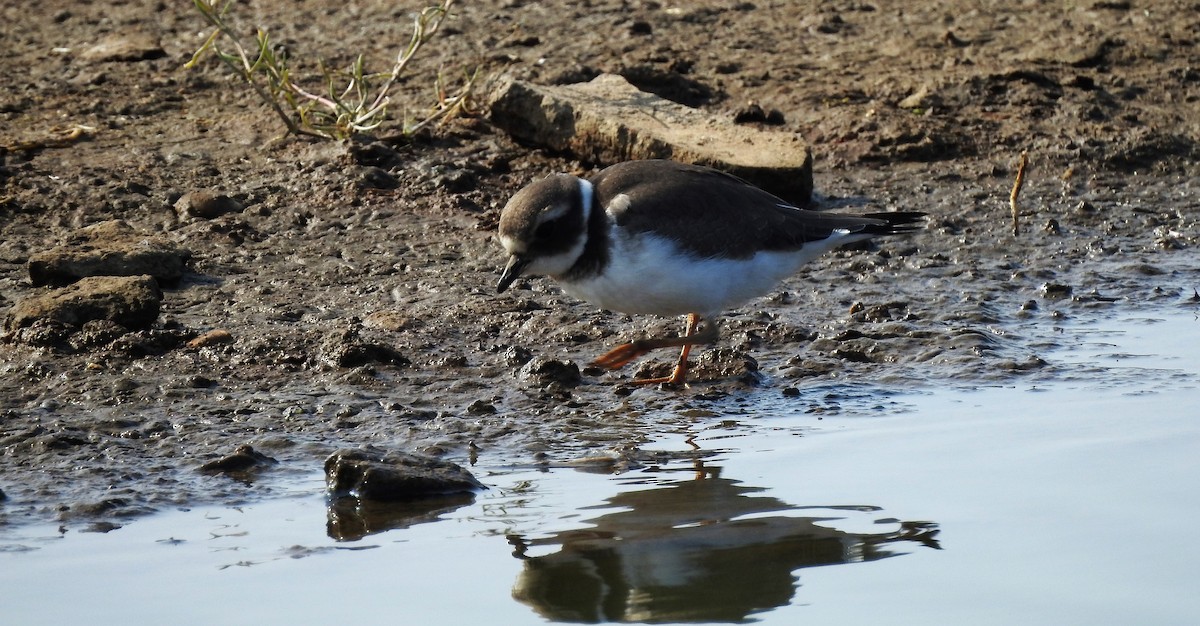 Common Ringed Plover - ML263633861