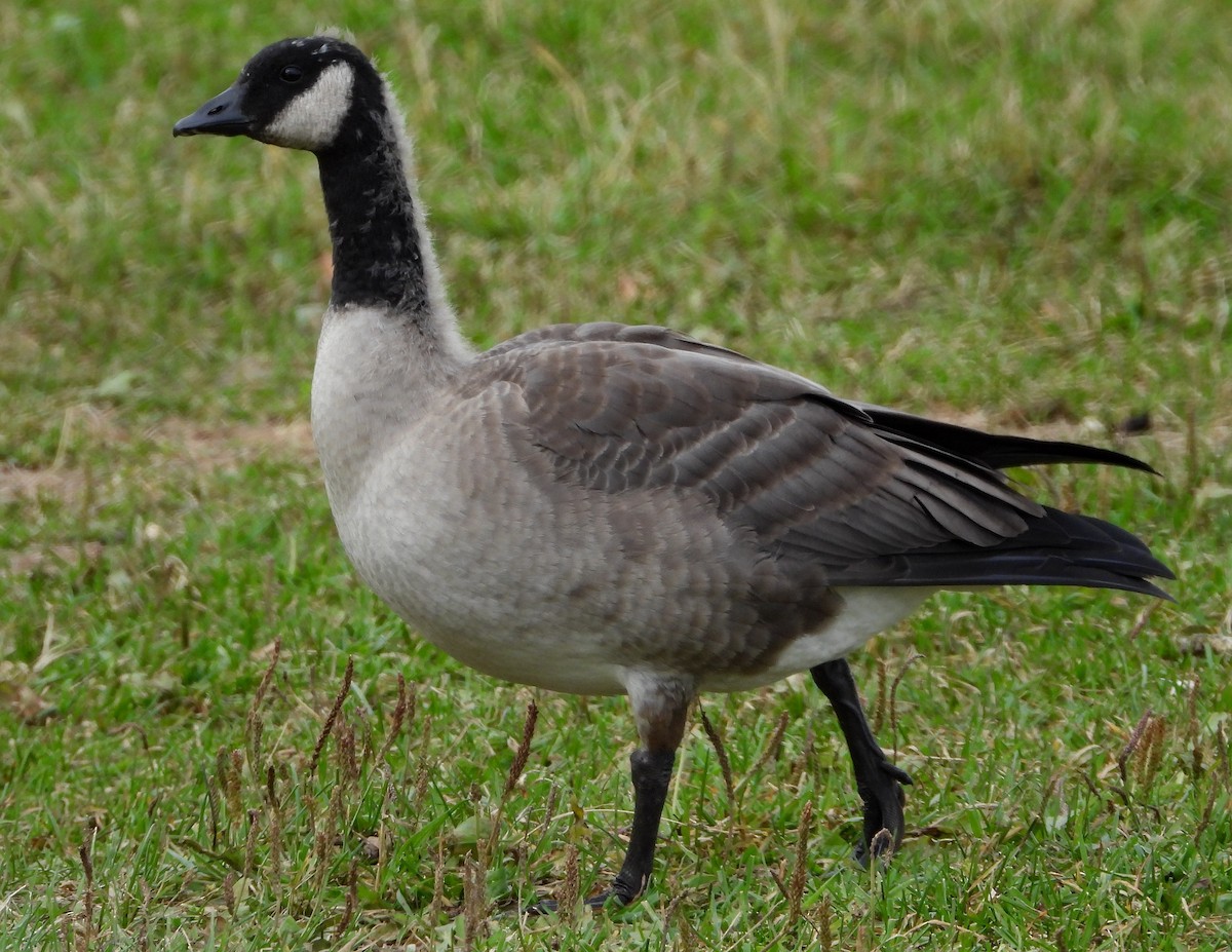Cackling Goose (Taverner's) - Richard Klauke