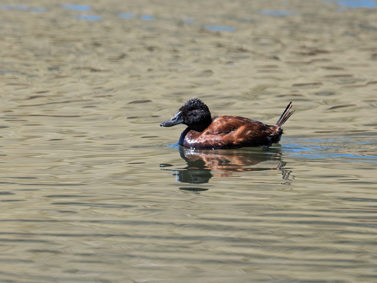 Andean Duck - Nick Athanas