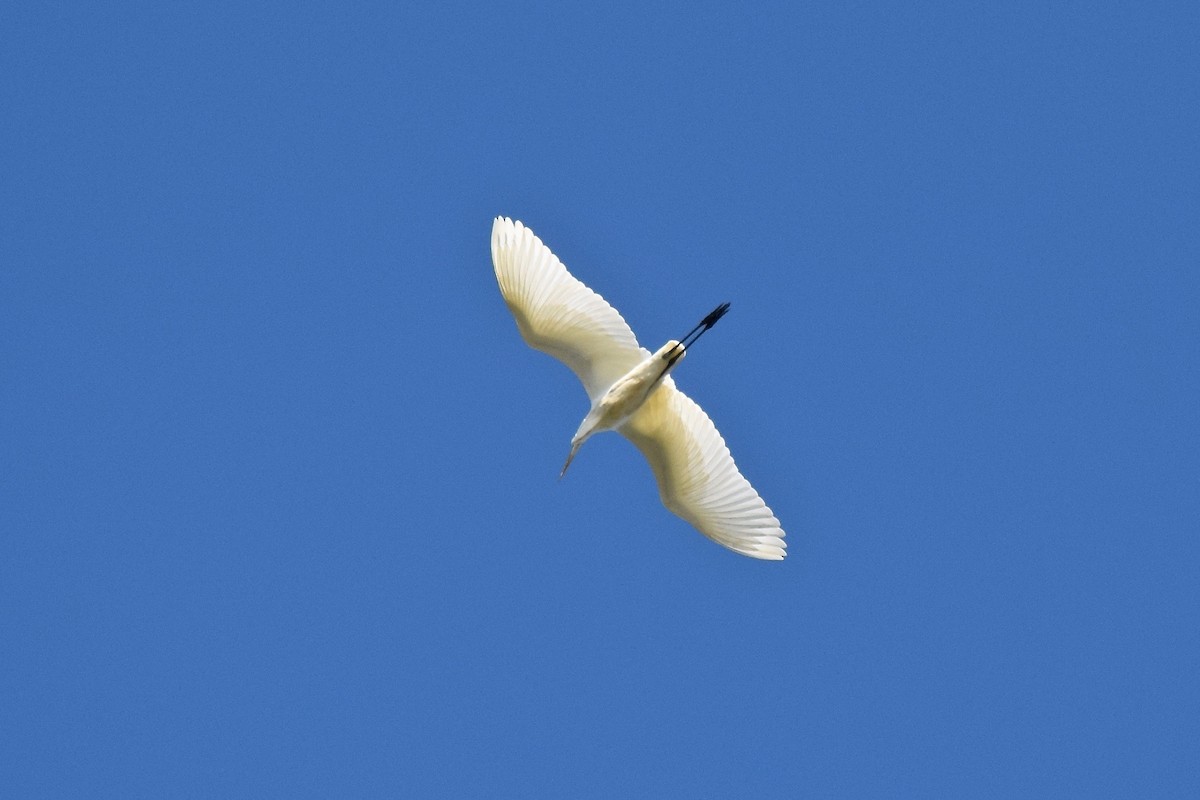 Great Egret - julie desrosiers