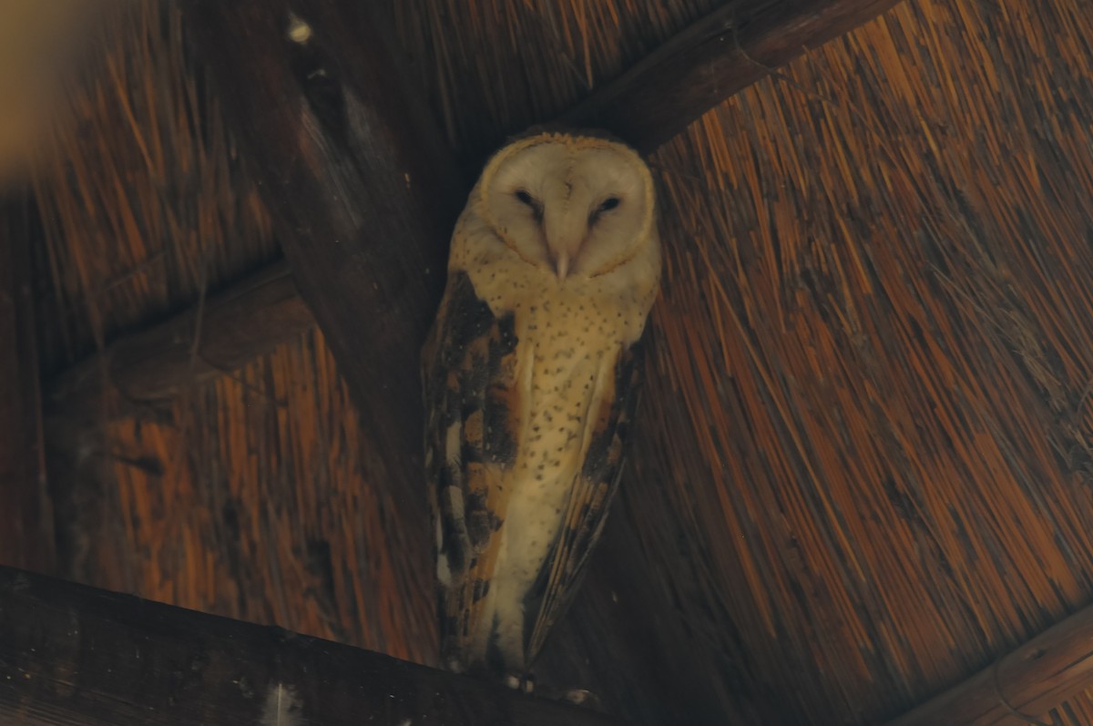 Barn Owl (African) - Augusto Faustino