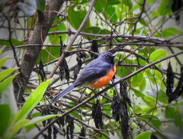 Lateral view (subspecies <em class="SciName notranslate">hellmayri</em>). - Slate-throated Redstart - 