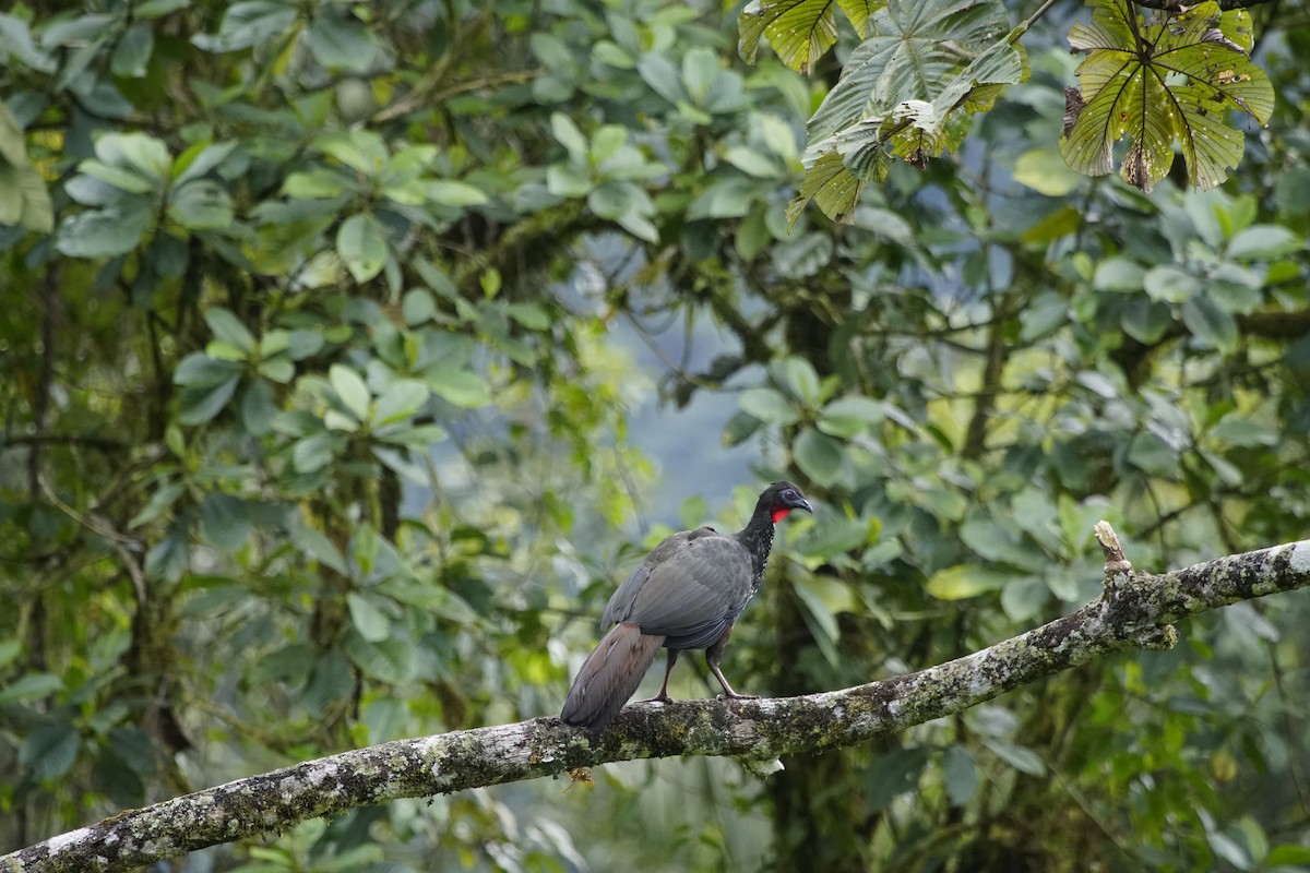 Crested Guan - ML263647811