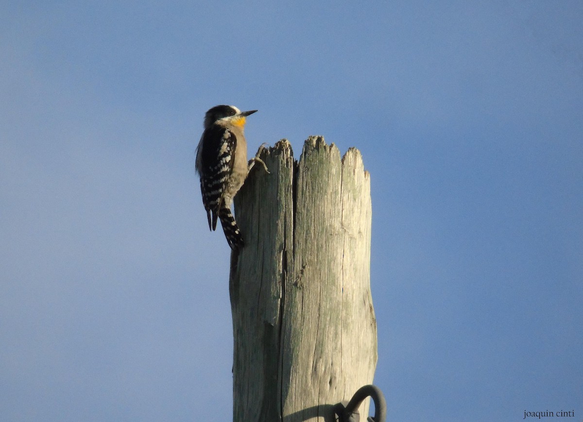 White-fronted Woodpecker - joaquin cinti lucero