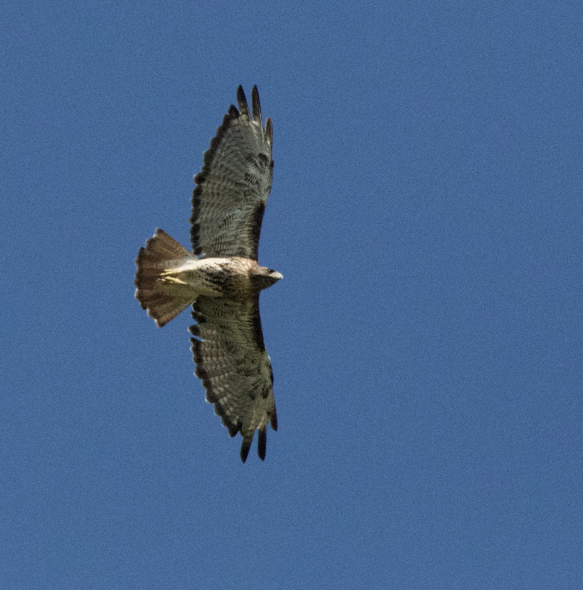 Red-tailed Hawk - wendy ambrefe
