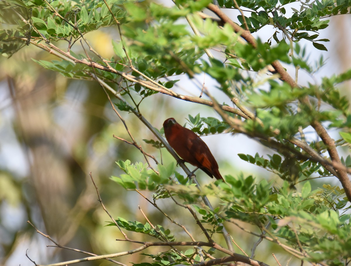 Hepatic Tanager - ML26365181