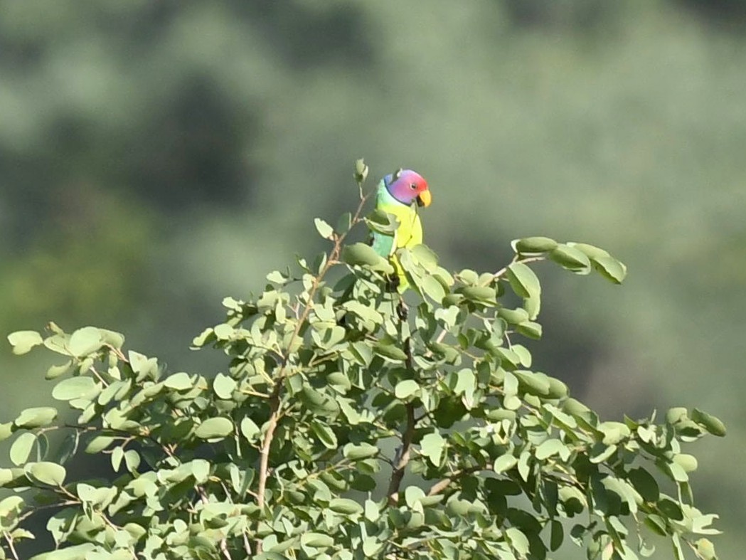 Plum-headed Parakeet - Subhadra Devi
