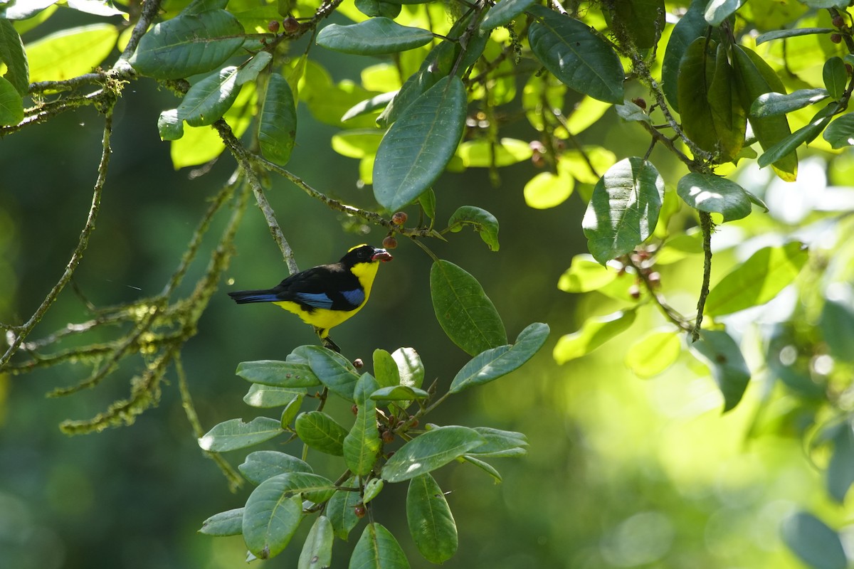 Blue-winged Mountain Tanager - ML263653331