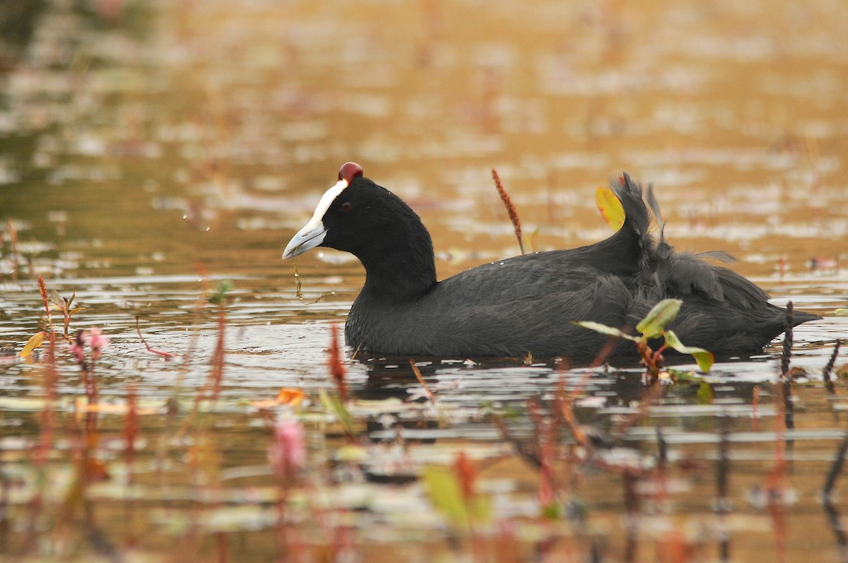 Red-knobbed Coot - ML263654141