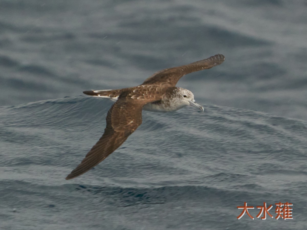 Streaked Shearwater - Chieh-Peng Chen