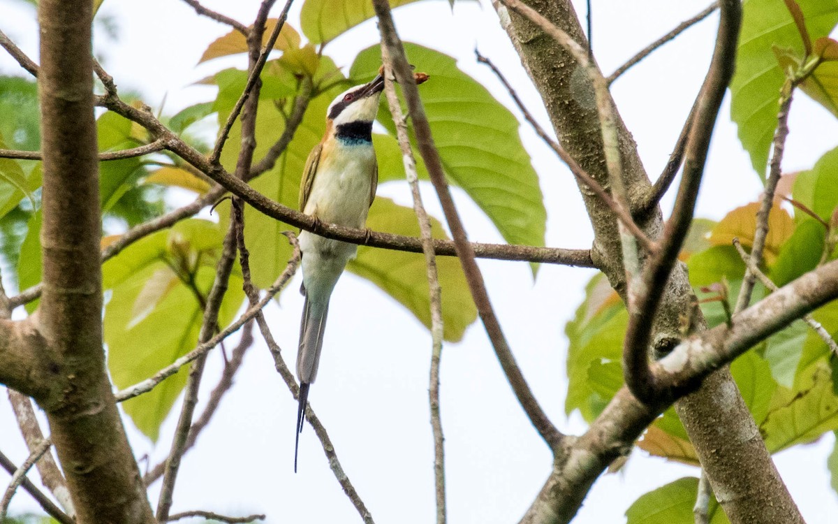 White-throated Bee-eater - Eero Rasi