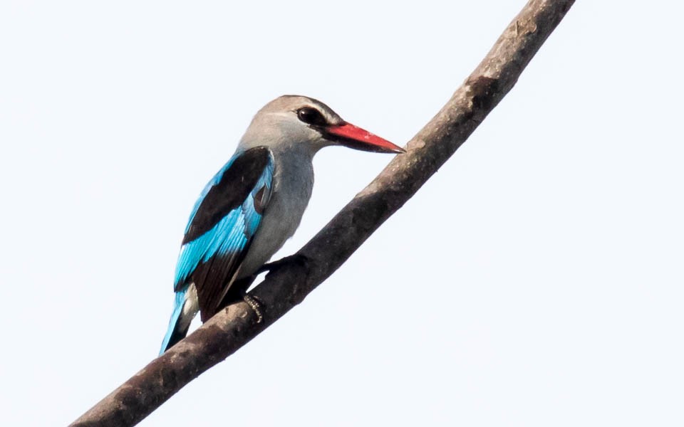 Woodland Kingfisher - Eero Rasi