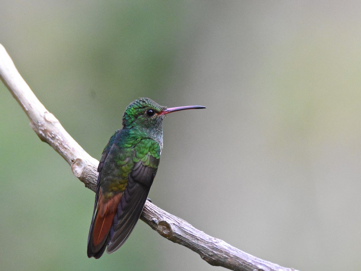 Rufous-tailed Hummingbird - Luke Berg