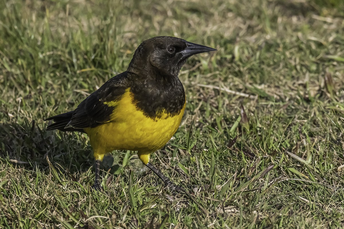 Yellow-rumped Marshbird - ML263659281