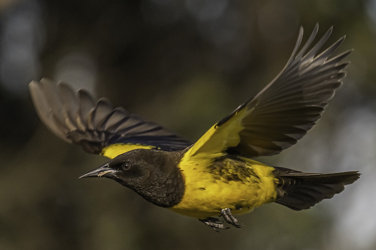 Yellow-rumped Marshbird - ML263659311