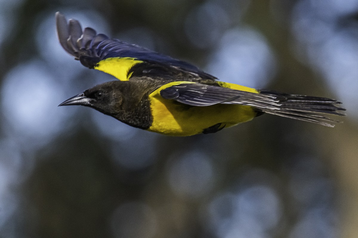 Yellow-rumped Marshbird - ML263659361