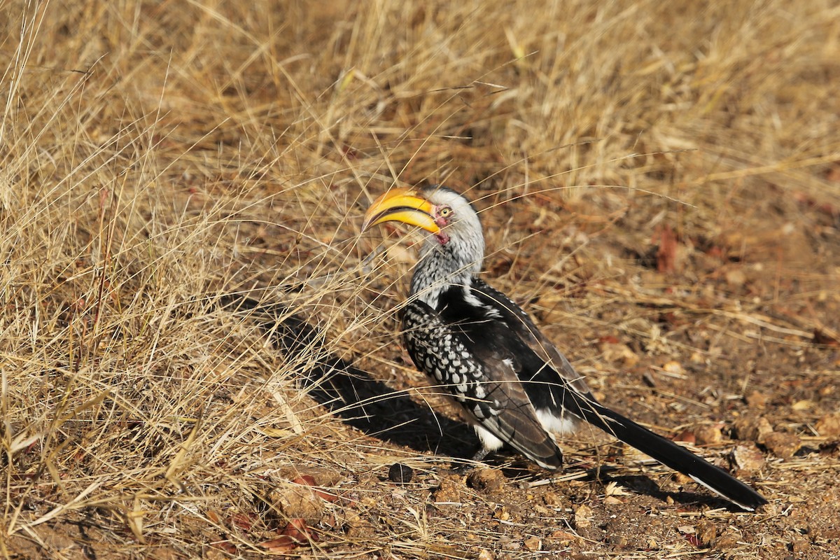 Southern Yellow-billed Hornbill - Rodney Harada