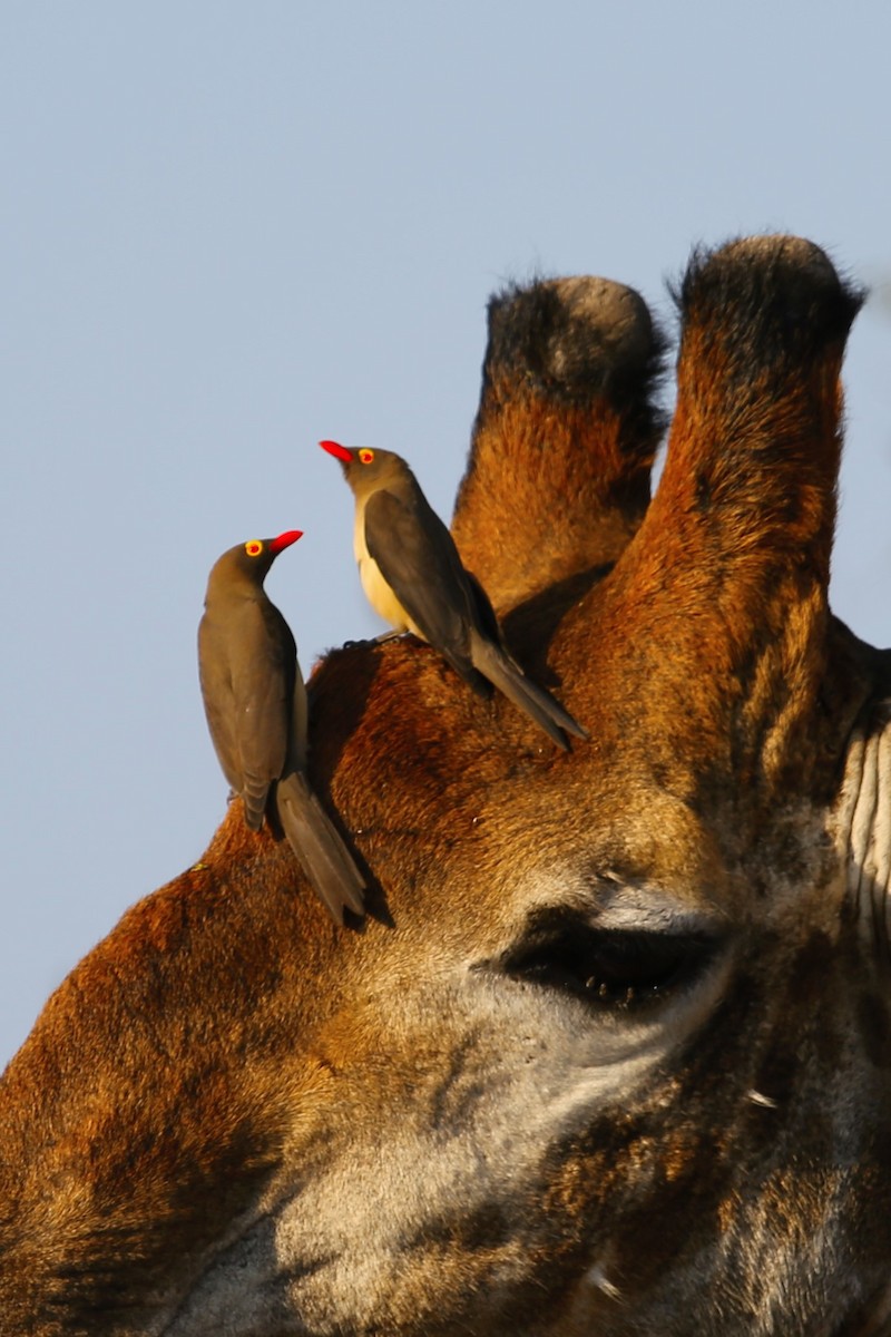 Red-billed Oxpecker - ML263661621