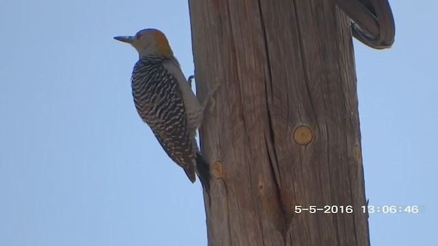 Golden-fronted Woodpecker - ML263663051