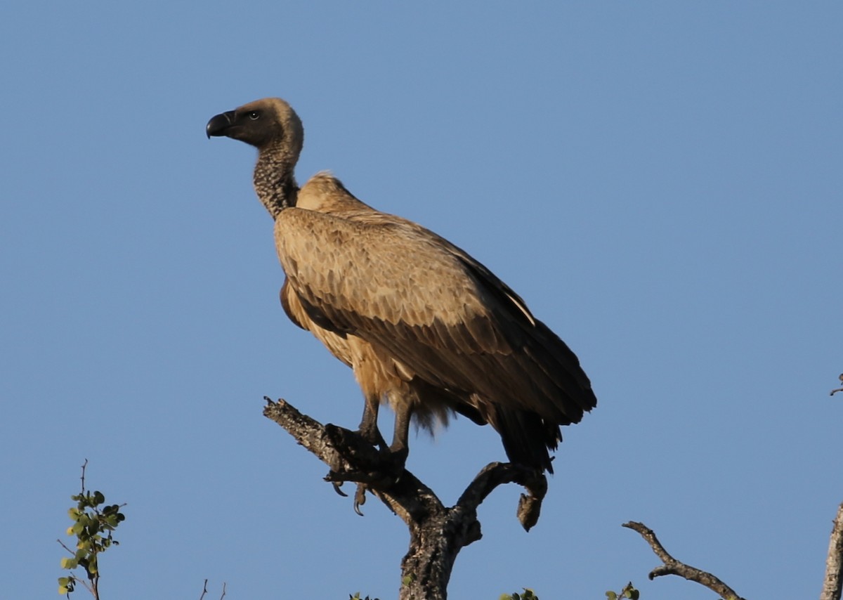 White-backed Vulture - ML263663721