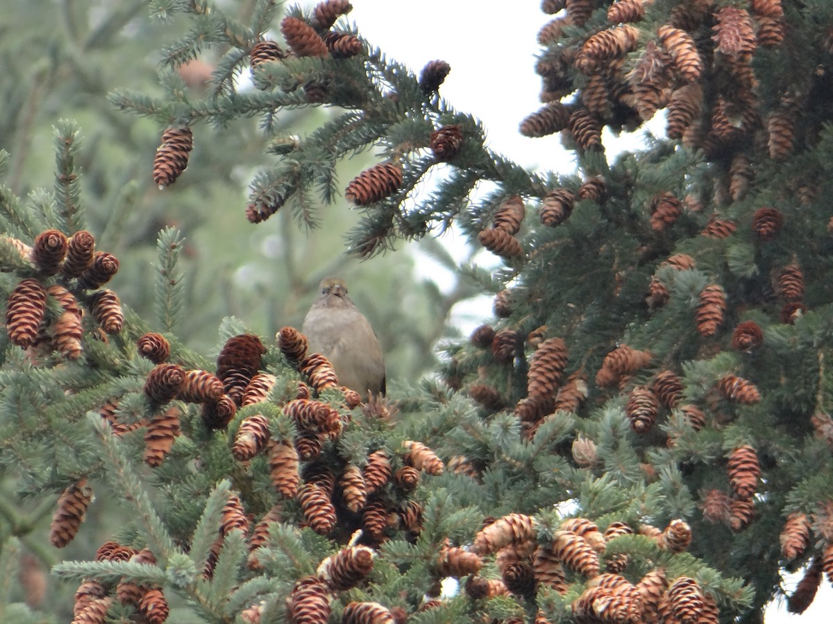 Golden-crowned Sparrow - ML263665051