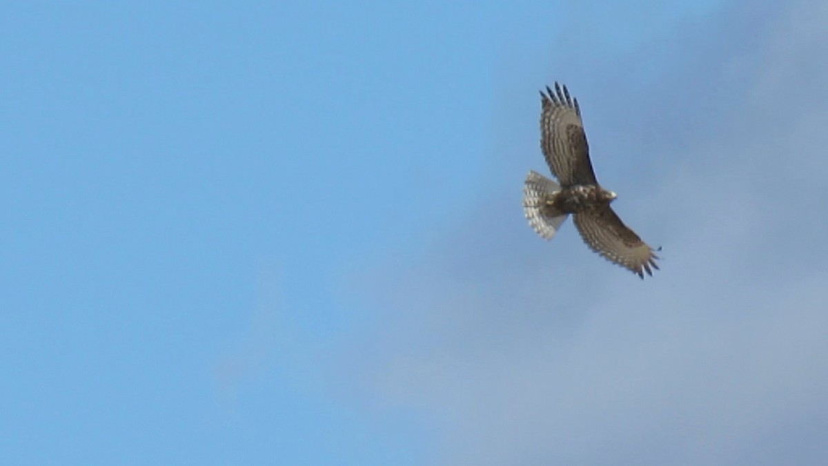Red-tailed Hawk (Harlan's) - Fran Kerbs